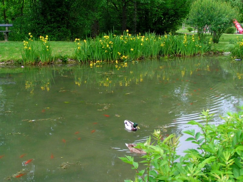 Spiegelungen im Teich (Stadtpark RIED i.I.)070517