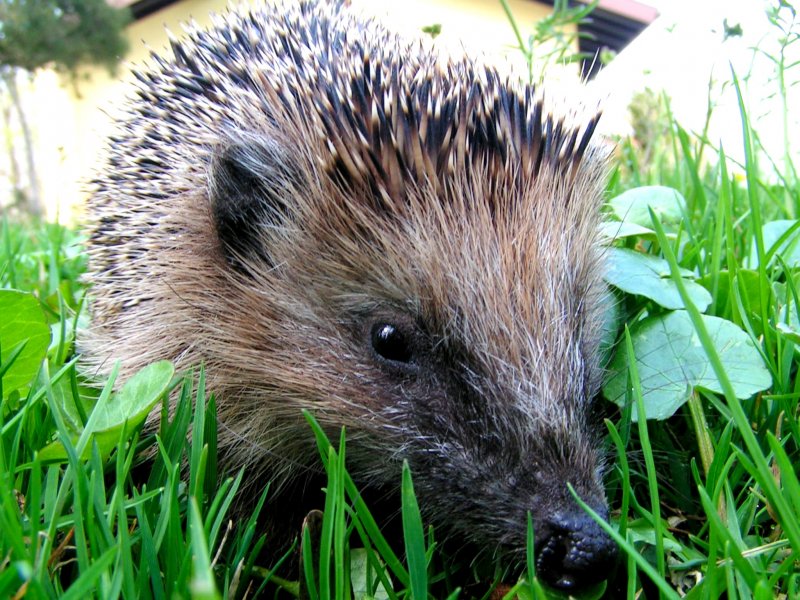  Stacheliges Top Next Model , oder ein putziger Igel im Garten; 090409
