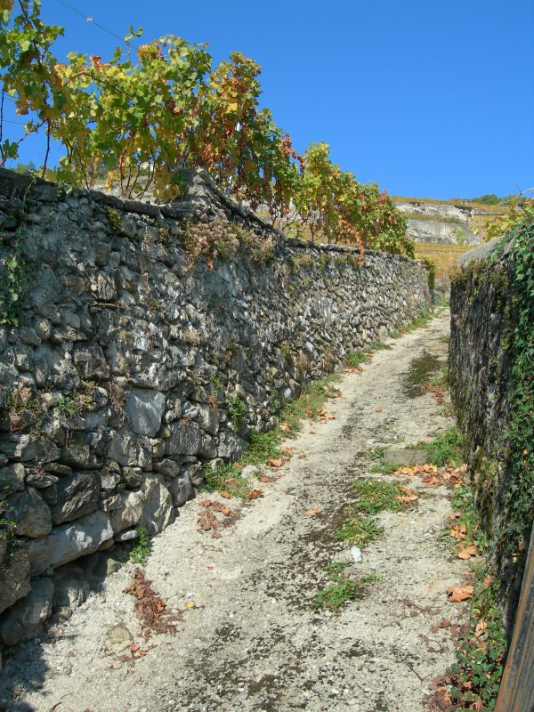 Steil der Weg zur Fotostelle fr den Train des Vignes... 