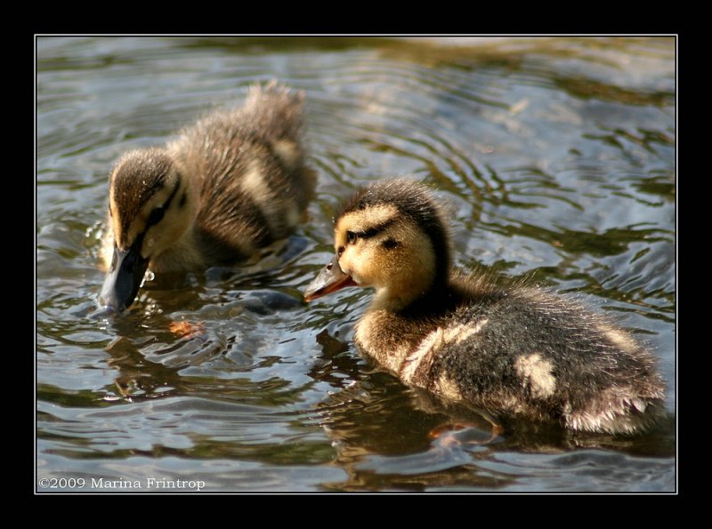 Stockenten Kken - Stockente - Mrzente (Anas platyrhynchos).