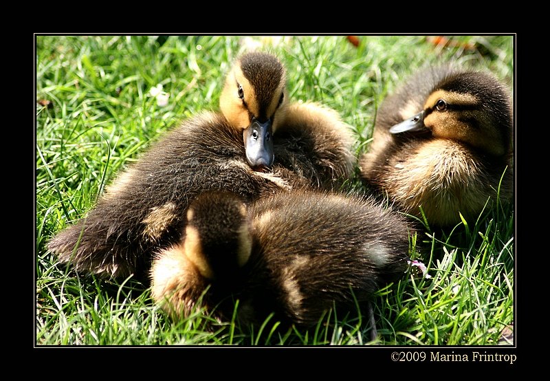 Stockenten Kken - Stockente - Mrzente (Anas platyrhynchos).