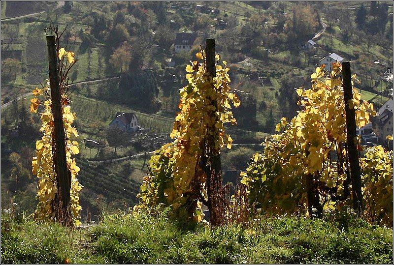 Stuttgarter Landschaften: Im Stadtgebiet von Stuttgart gibt es hufig auch sehr lndliche Gebiete, wie hier in den Weinbergern oberhalb von Uhlbach. 6.11.2005 (Matthias)