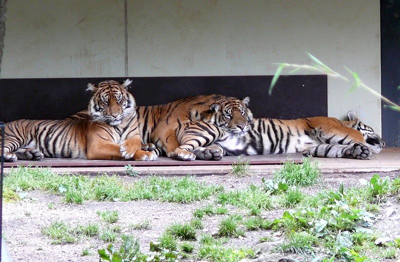 Sumatra-Tiger am 18.06.2008 in Wilhelma/Stuttgart