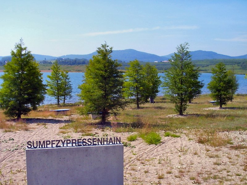 Sumpfzypressenhain am Olbersdofer See, Blick zum Zittauer Gebirge im Sommer 2004