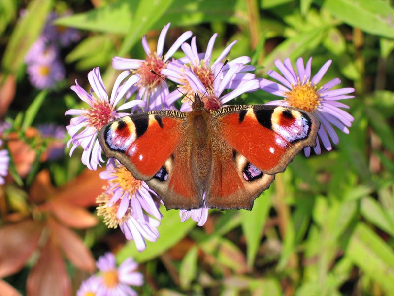 Tagpfauenauge (Inachis io) an Neubelgischen Astern (Aster novi belgii); 5.10.2005
