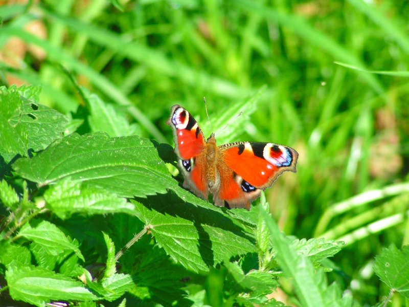 Tagpfauenauge (Inachis io) hat sich ein sonniges Platzerl gefunden; 060911
