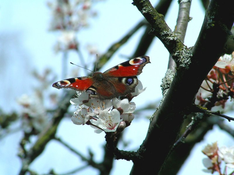 Tagpfauenauge (Inachis io)hat sich auf einer Birnenblte niedergelassen; 070401