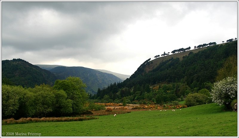 Tal in den Wicklow Mountains - In der Nhe von Laragh, Irland County Wicklow