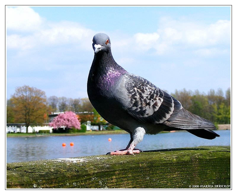 Taube am Bertasee in Duisburg-Wedau (neben der Regattabahn).