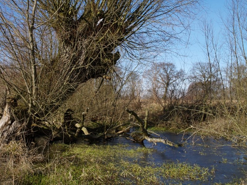 Teich auf einem Feld bei Premslin; Februar 2008