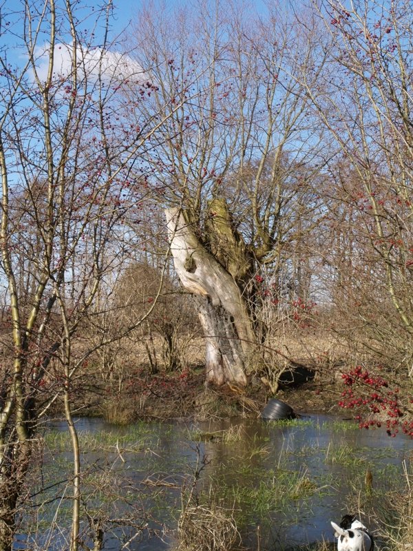 Teich auf einem Feld bei Premslin; Februar 2008