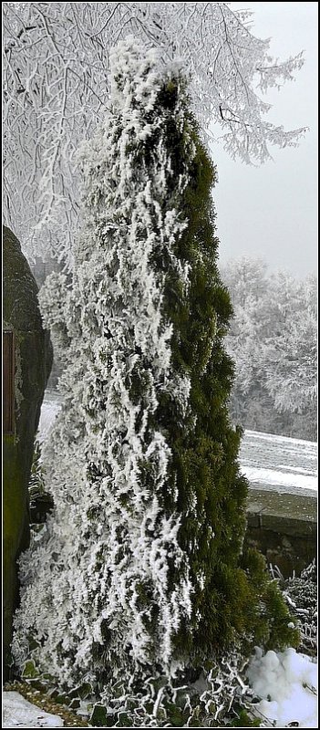 Thuja halb und halb. 29.11.08 (Jeanny)