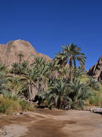 Eine kleine Oase auf der Sinai-Halbinsel.