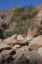 Ein einsamer Baum im Canyon auf der Sinai-Halbinsel. (Dezember 2018)