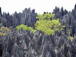 Blick nach einigen Stunden Kletterei von oben auf die  Tsingy de Bemaraha .