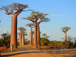 Die  Baobab Allee  nördlich von Morondava.