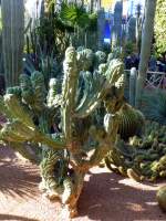 Der Jardin Majorelle ist Marrakeschs historischer botanischer Garten.