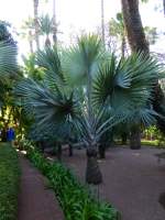 Der Jardin Majorelle ist Marrakeschs historischer botanischer Garten. Der bezaubernde Park wurde in den zwanziger Jahren des vorigen Jahrhunderts angelegt und geriet vorübergehend in Vergessenheit – bis er von dem Modeschöpfer Yves Saint Laurent und seinem Partner wiederentdeckt und restauriert wurde. 28.12.2014