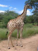 Ein junge Giraffe bei Harnas in Namibia am 28-2-2009.