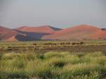 Strauvgel bei Sossusvlei in Namibia am 5-3-2009.