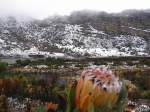 Protea Blume, wird auch Pflanze gesagt, in der Winter Landschft Sd Afrikas.