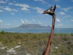 Mehr  Afrikanisch  geht es nicht. Giraffe vor dem Tafelberg, Kapstadt.