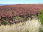 Beinahe bis zum Horizont streckt sich das Wein Feld, Kapstadt Sd Afrika