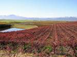 Das Schauspiel der Natur im Herbst, Sd Afrika Wein Landschaft bei Kapstadt