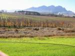Wein Anbauten bei Kapstadt im Herbst
