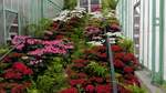 Mit bunten Blüten gezierte Treppe in einem Seitenflügel der königlichen Gewächshäusern in Brüssel.