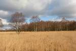Birkenwald im Kutenhart Venn am 12.11.2012 