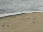 Schlafende Mwen am Strand von Blankenberge am 12.09.08.