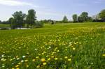 Butterblumen und Rasen am »Fuglesøen« in Vojens (deutsch: Woyens) in Nordschleswig.