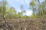 Der Wald bei Kollund (Kollund Skov) erholt sich nach einem Orkan.