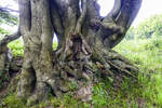 Altes Baum an der Quelle »Vældkilde« am Gendarmenpfad.