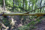 Im Kollunder Wald auf der dänischen Seite der Flensburger Förde. Diese Schlucht wurde durch Schmelzwasser während der letzten Eiszeit gebildet. Aufnahme: 11. Juni 2023.