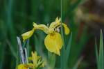 Am Bachbett eines kleinen Baches bei Houstrup in Dänemark steht diese wilde Iris.