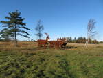 Rotwild an der Strasse von Mosevrä nach Oksböl in Dänemark am 29.10.2019