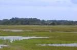 Kringelrøn auf der Insel Læsø. Aufnahmedatum: 5. Juli 2012.