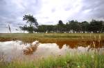 Kringelrøn auf der Insel Læsø. Aufnahmedatum: 5. Juli 2012.