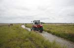 Kringelrøn auf der Insel Læsø. Aufnahmedatum: 5. Juli 2012.