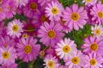 Pinke gerbera hybride.