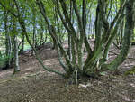 Im Wald von Rebild Bakker in Dänemark.