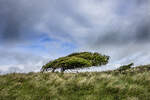 Ein windgeformter Baum an der Fyrvejen s�dlich von L�nstrup in D�nemark.