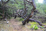 Bäume im Troldeskoven (»Zauberwald«) im Tisvilde Hegn auf Nordseeland.