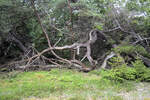 Bäume im Troldeskoven (»Zauberwald«) im Tisvilde Hegn auf Nordseeland. Aufnahme: 21. Juni 2023.