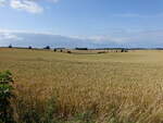 Getreidefelder bei Klintholm auf den Insel Møns (19.07.2021)