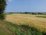 Getreidefelder bei Ästrup, Lolland (18.07.2021)