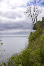 Die Steilküste bei Stevns Klint auf der Insel Seeland.