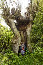 Ein Baum am Gendarmenpfad auf der dänischen Insel Alsen (Nordschleswig).